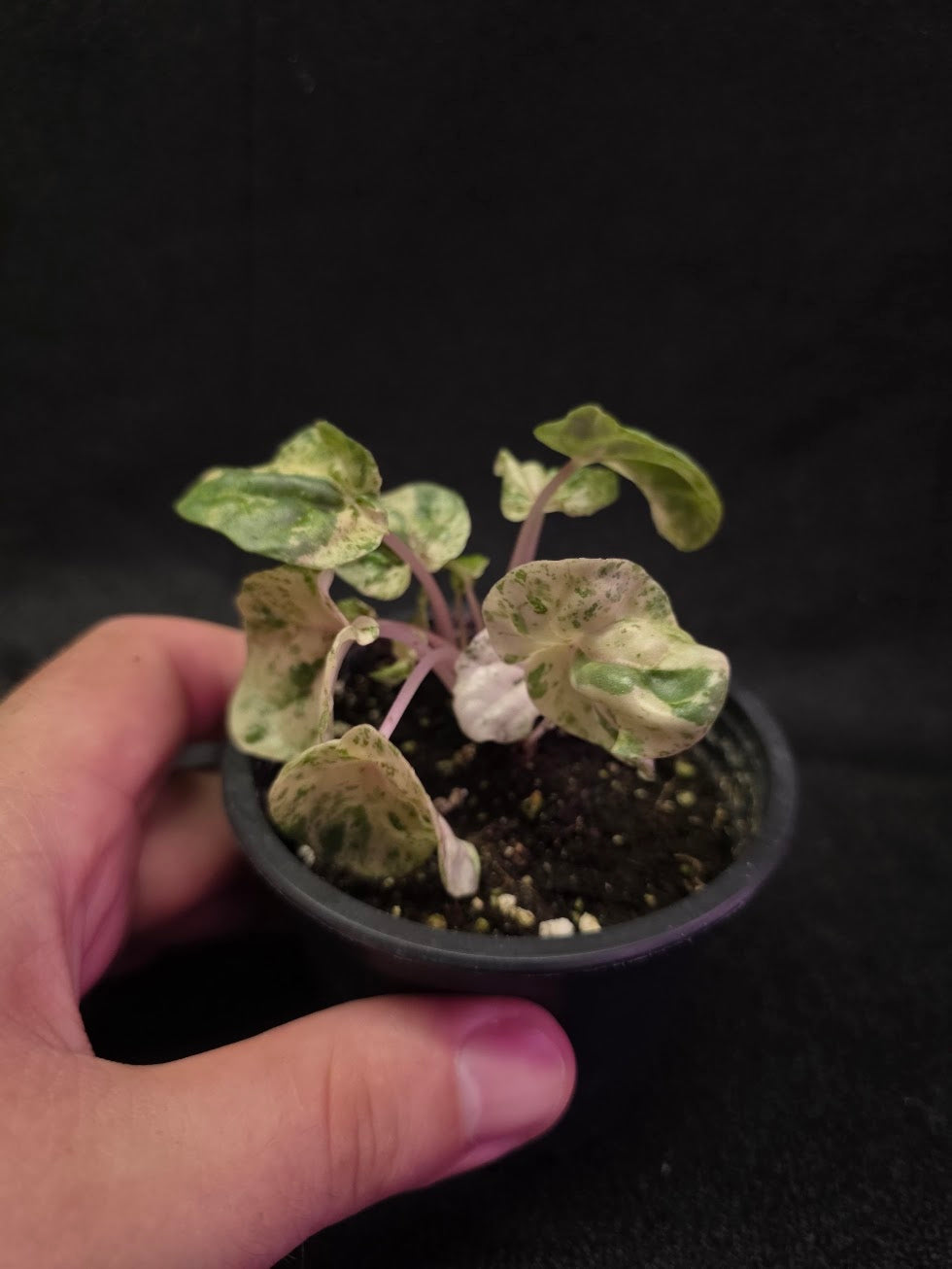 Peperomia Pink Lady #03