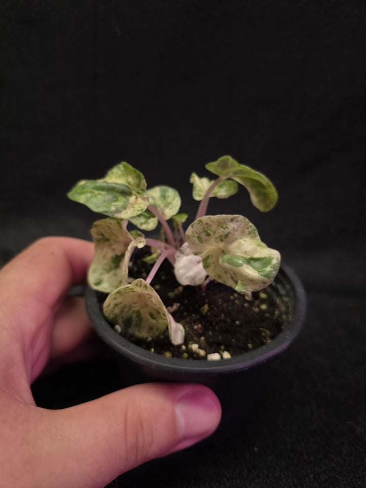 Peperomia Pink Lady #03