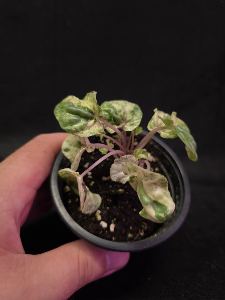 Peperomia Pink Lady #03