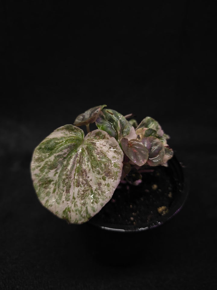 Peperomia Pink Lady #04