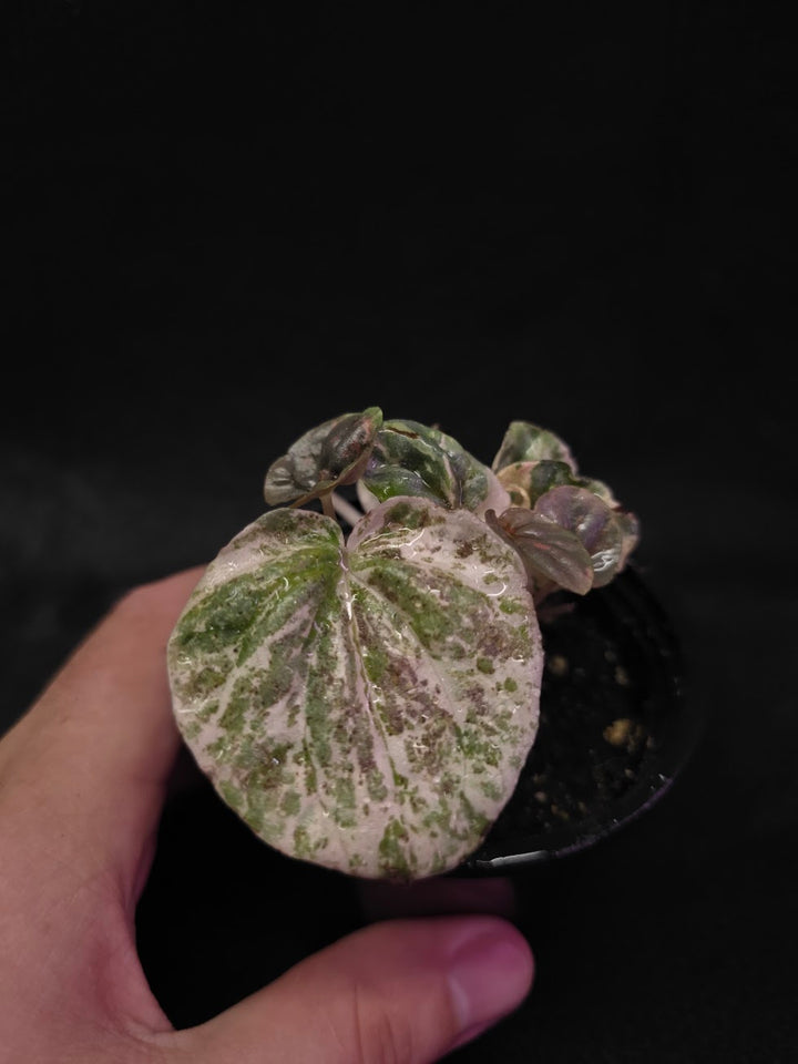 Peperomia Pink Lady #04