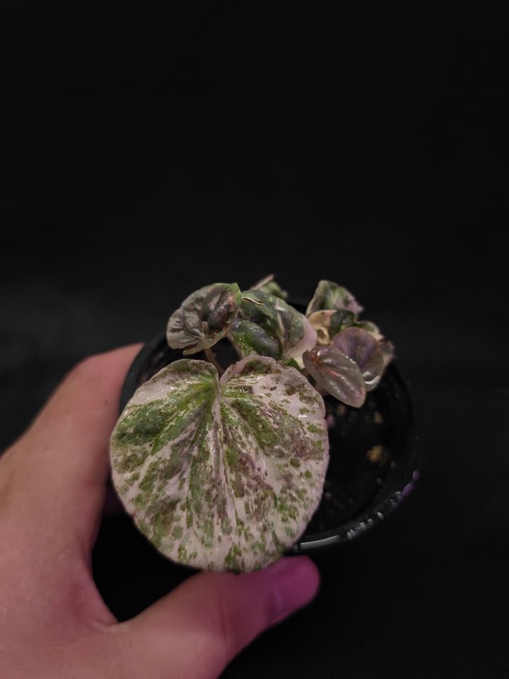 Peperomia Pink Lady #04