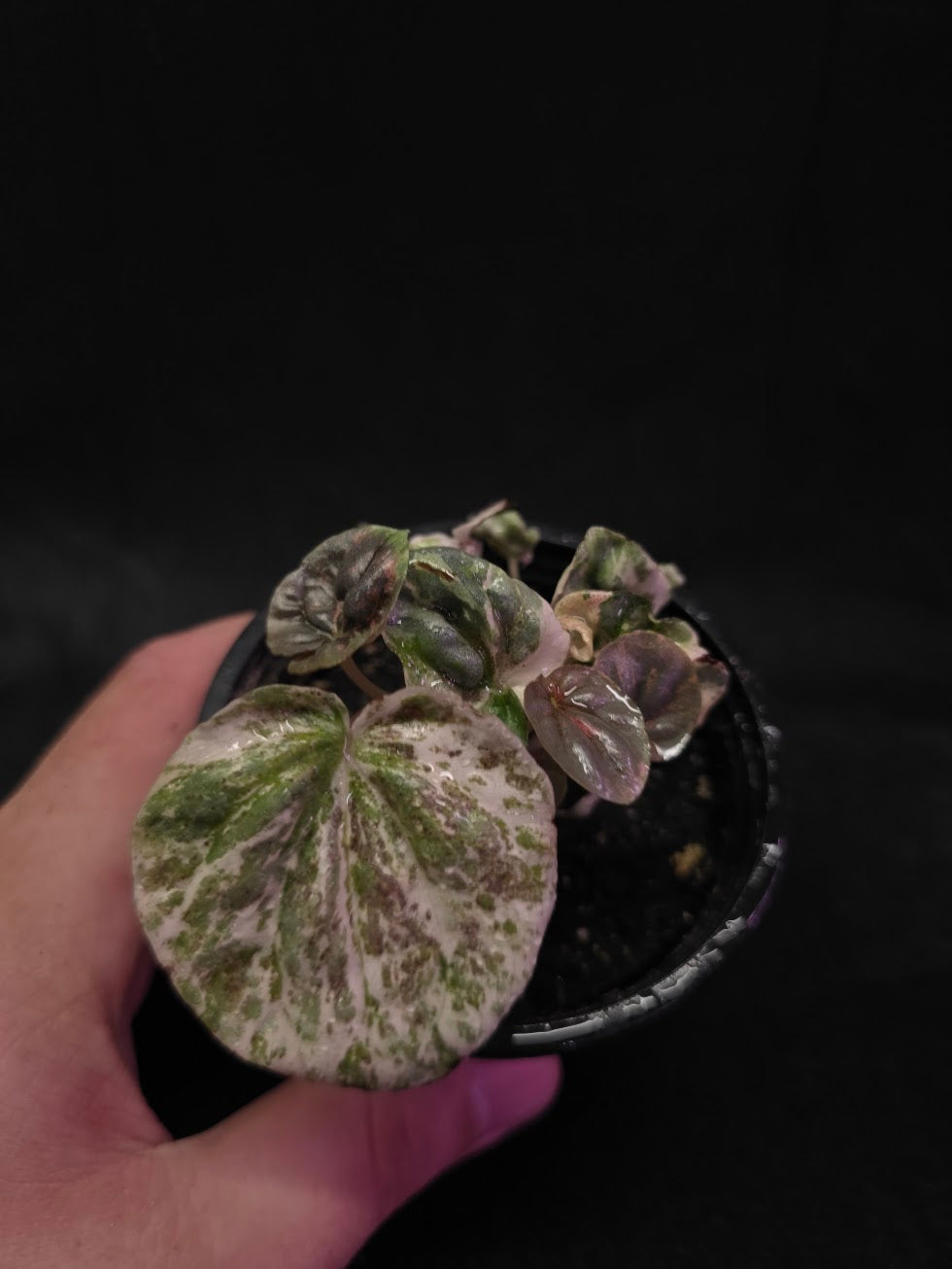 Peperomia Pink Lady #04