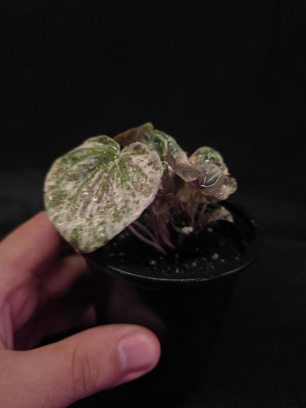 Peperomia Pink Lady #04