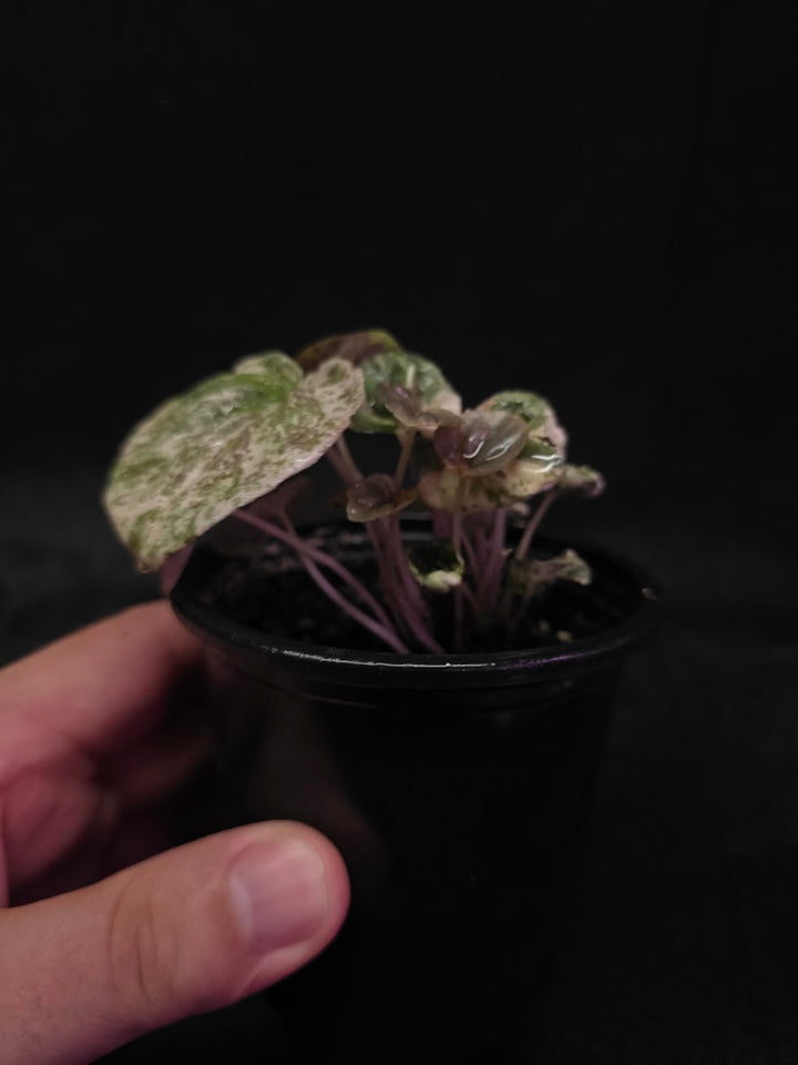Peperomia Pink Lady #04