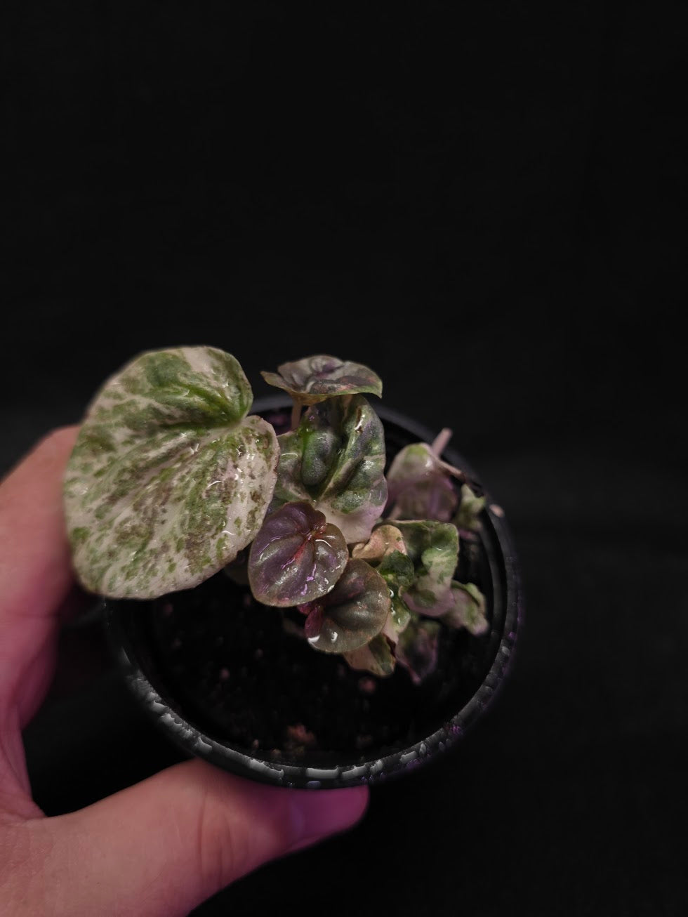 Peperomia Pink Lady #04