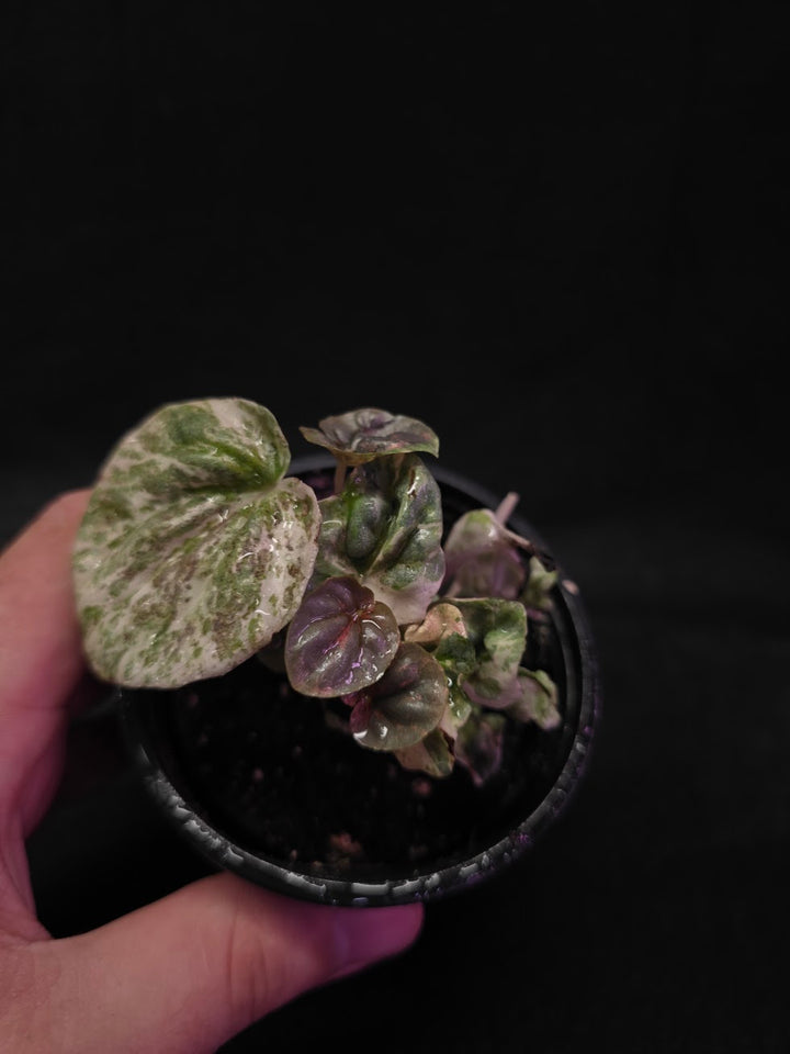 Peperomia Pink Lady #04