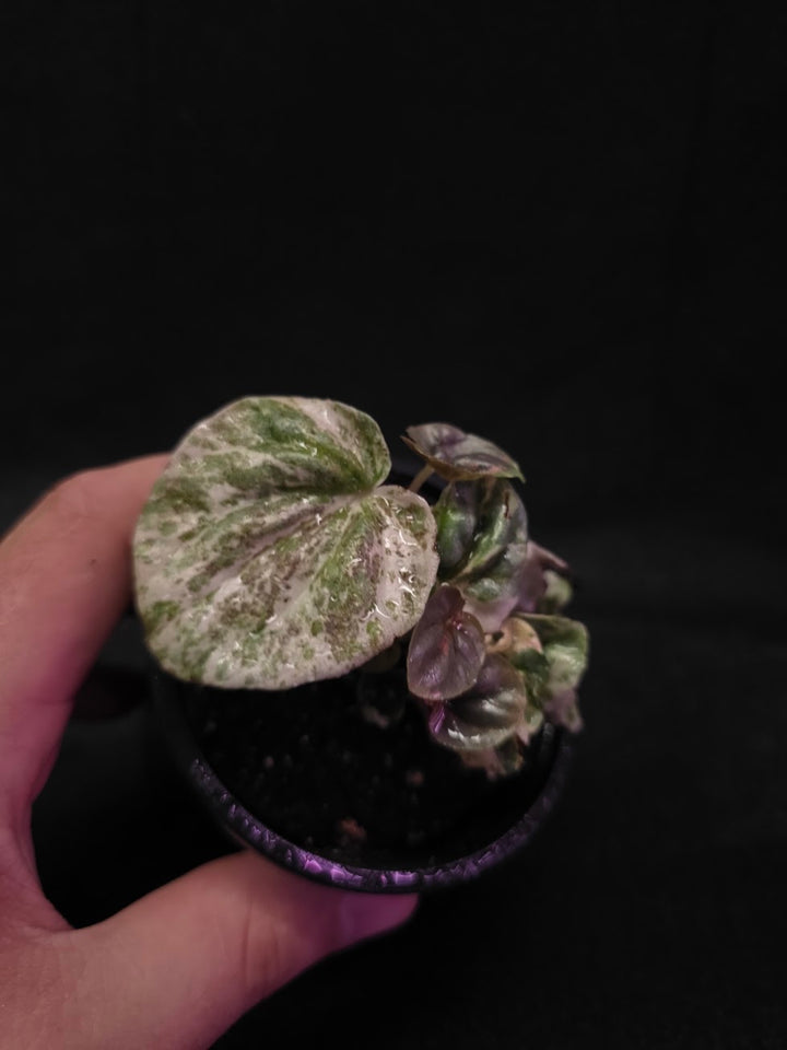 Peperomia Pink Lady #04