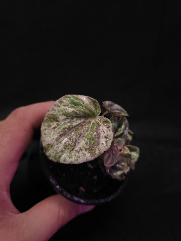Peperomia Pink Lady #04