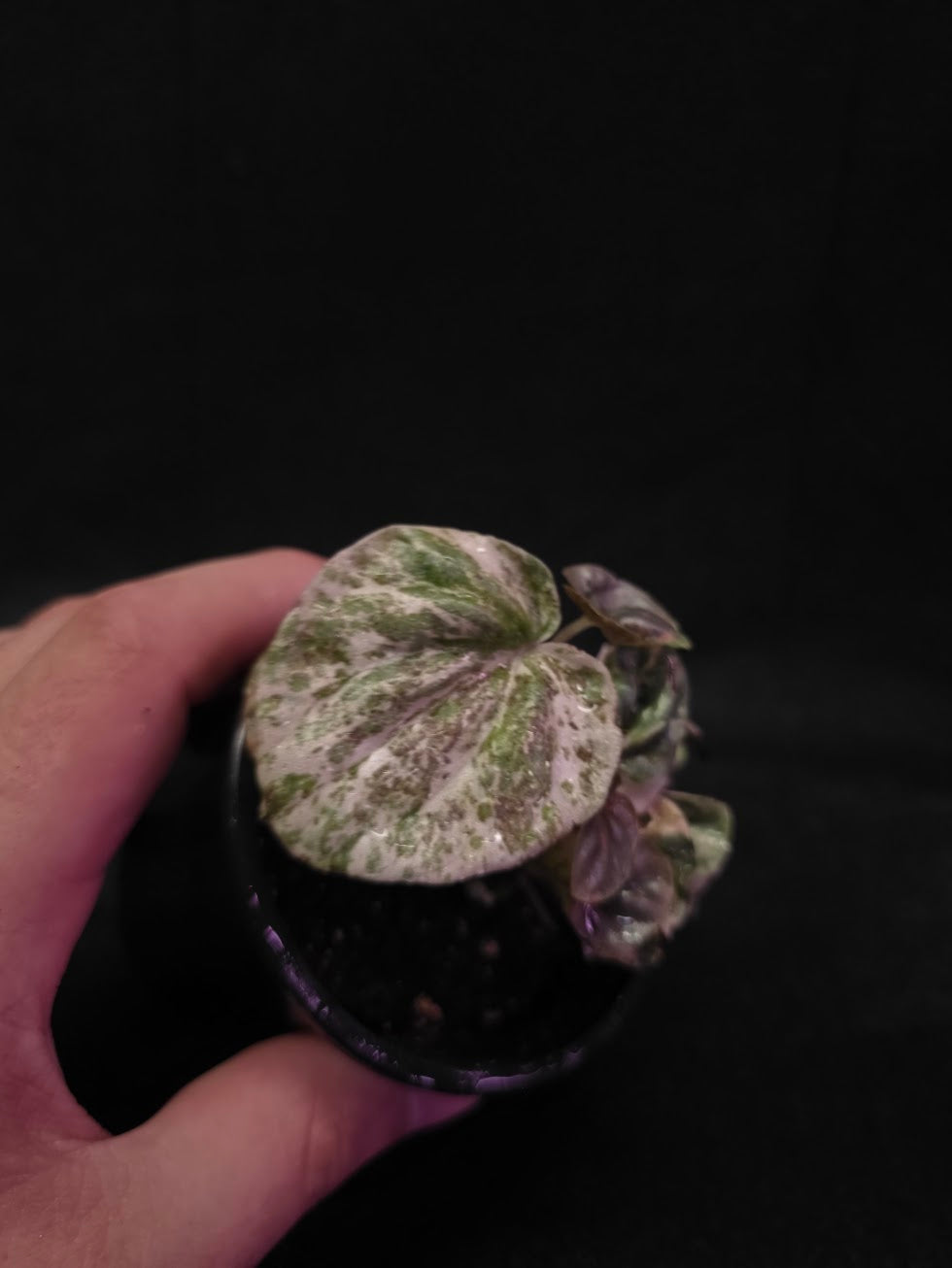 Peperomia Pink Lady #04