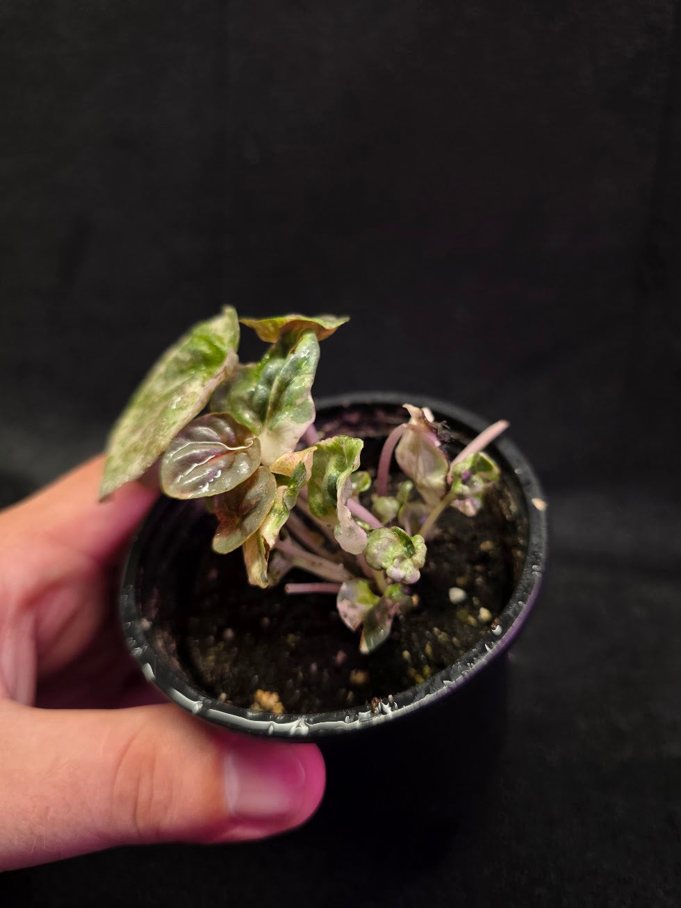Peperomia Pink Lady #04