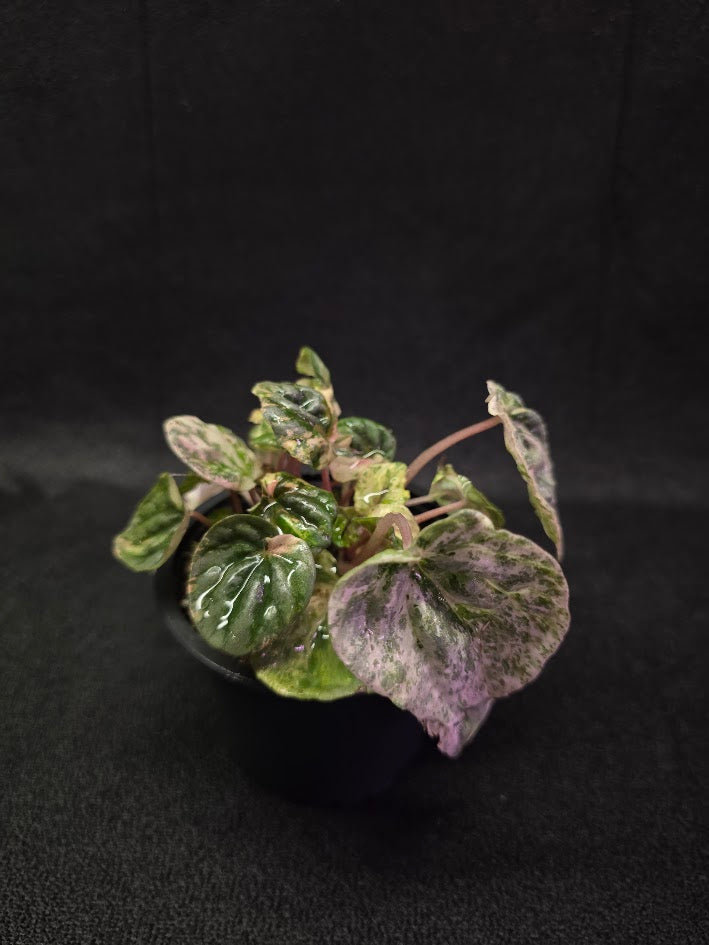 Peperomia Pink Lady #07