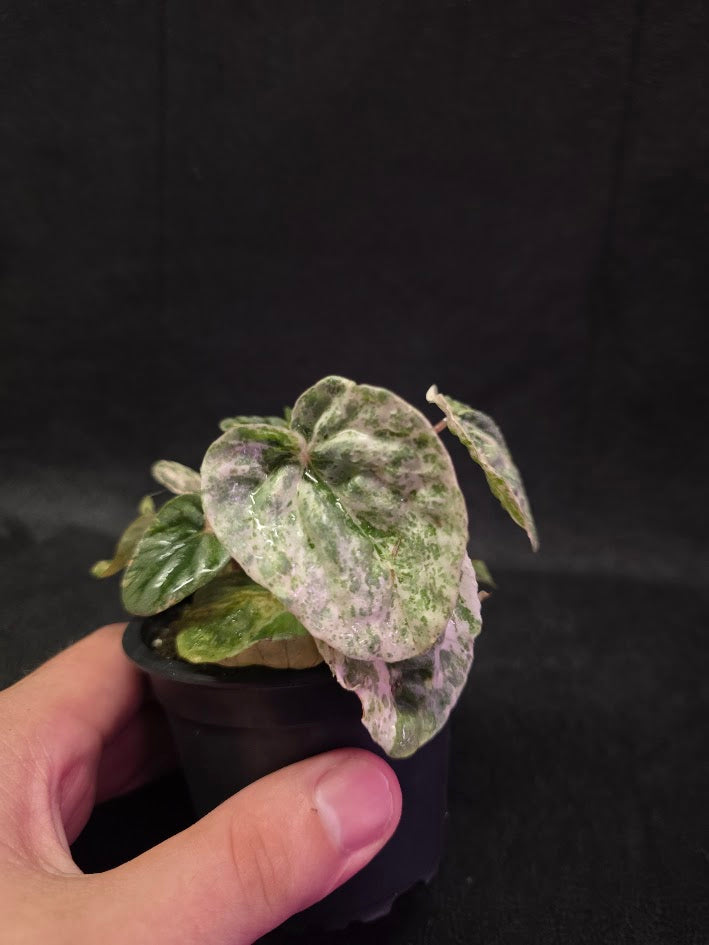 Peperomia Pink Lady #07