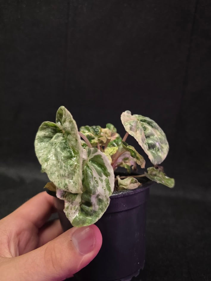 Peperomia Pink Lady #07