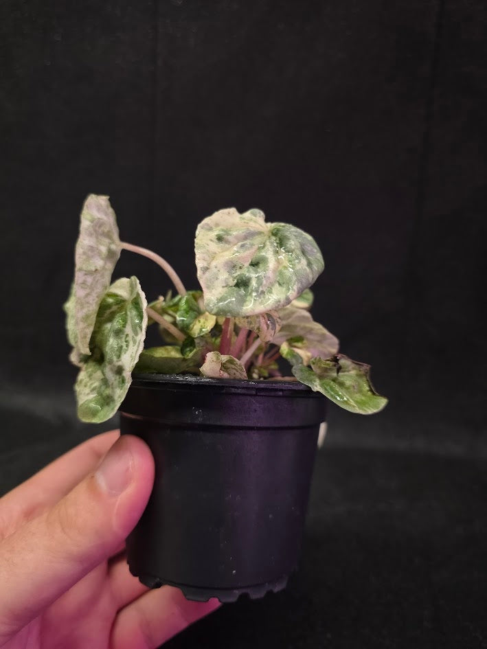 Peperomia Pink Lady #07