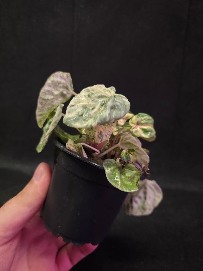 Peperomia Pink Lady #07