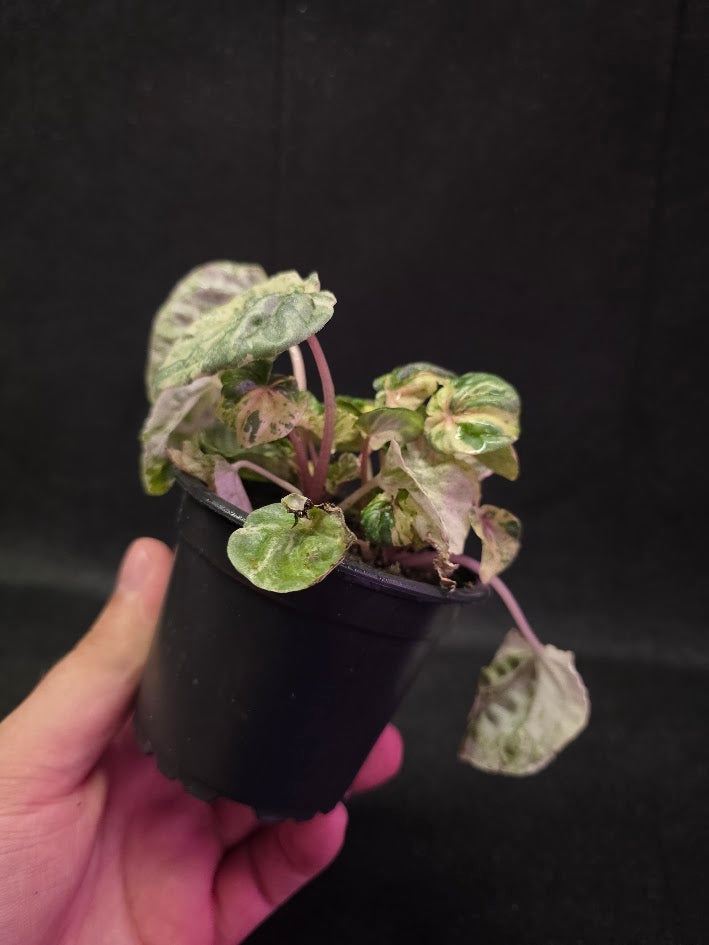Peperomia Pink Lady #07