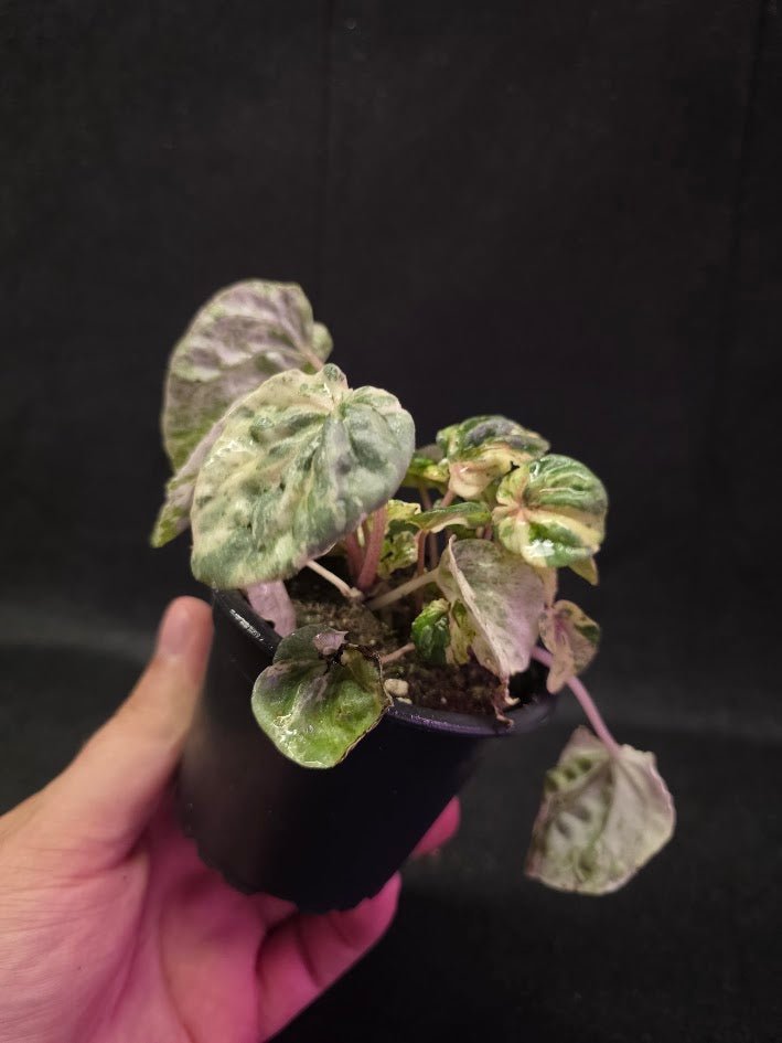Peperomia Pink Lady #07