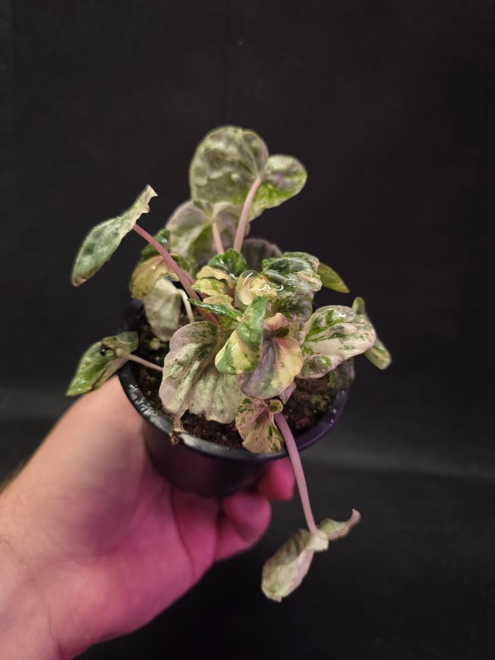Peperomia Pink Lady #07
