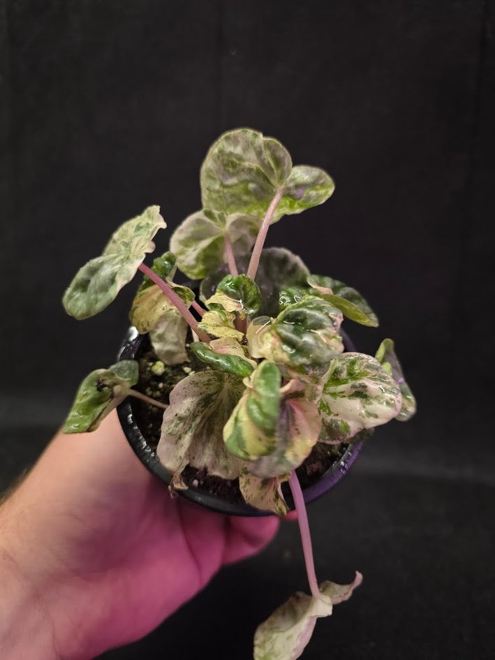 Peperomia Pink Lady #07
