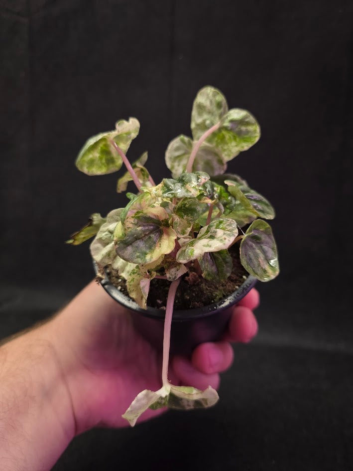 Peperomia Pink Lady #07