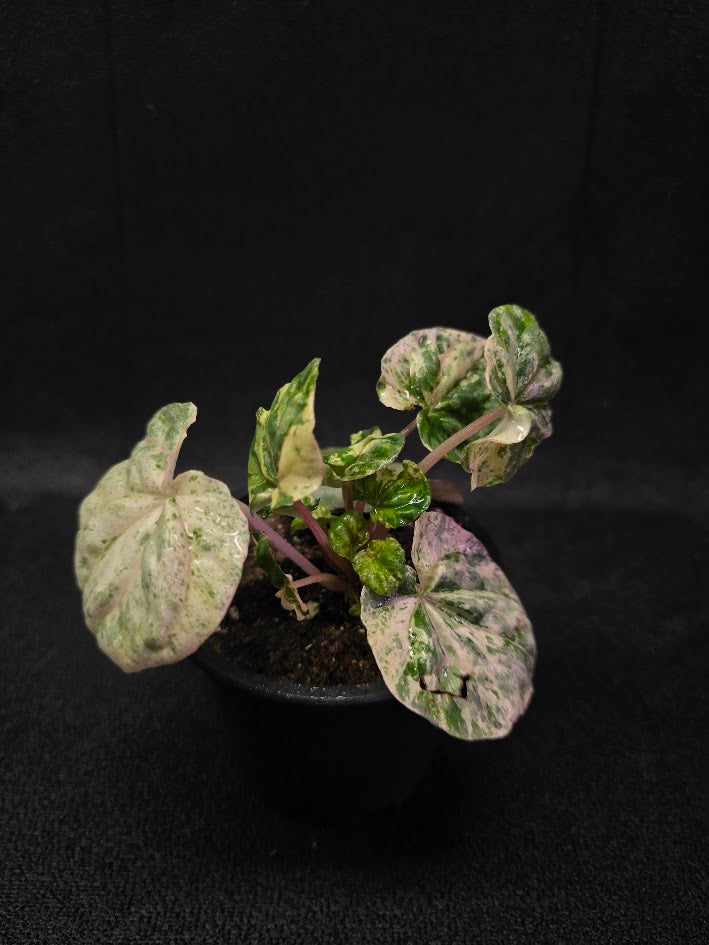 Peperomia Pink Lady #08