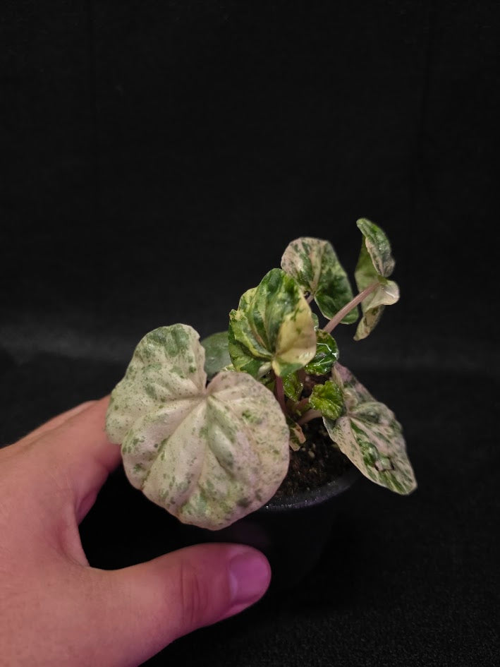 Peperomia Pink Lady #08