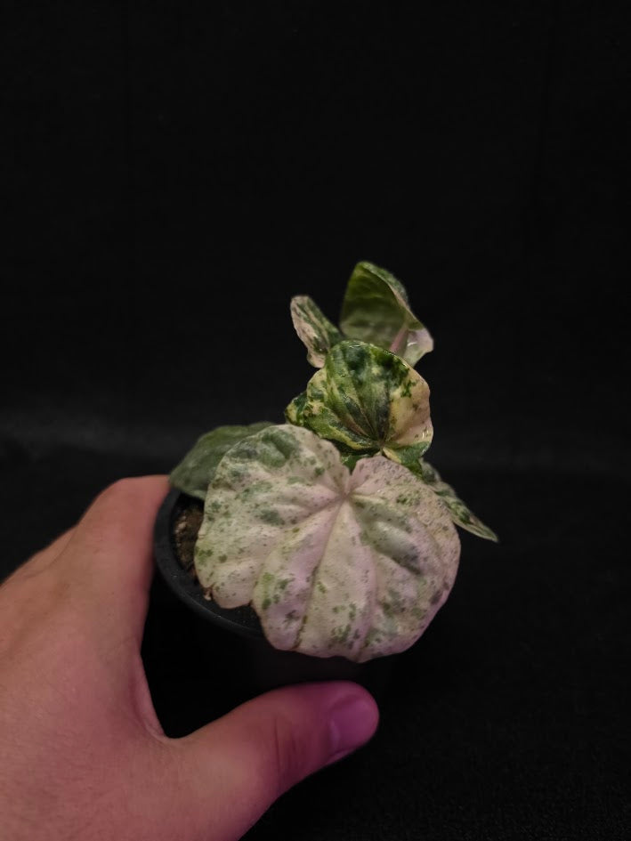 Peperomia Pink Lady #08