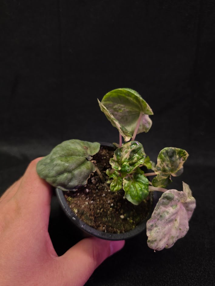 Peperomia Pink Lady #08