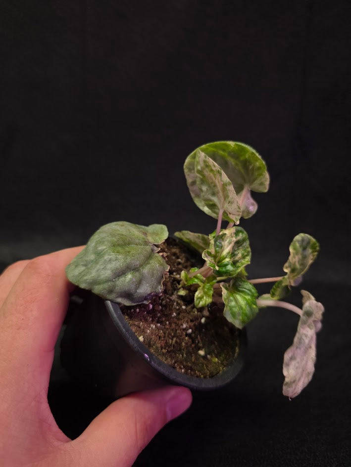 Peperomia Pink Lady #08