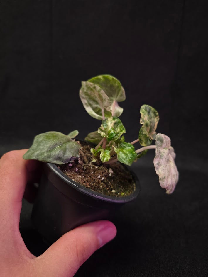 Peperomia Pink Lady #08