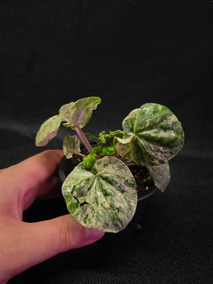 Peperomia Pink Lady #08