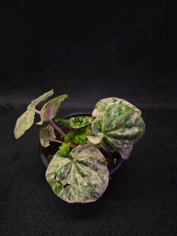 Peperomia Pink Lady #08