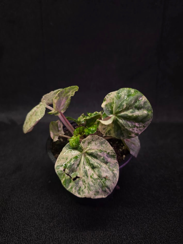 Peperomia Pink Lady #08