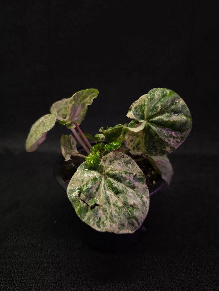 Peperomia Pink Lady #08