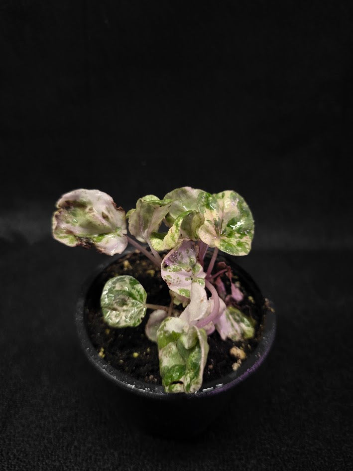 Peperomia Pink Lady #09