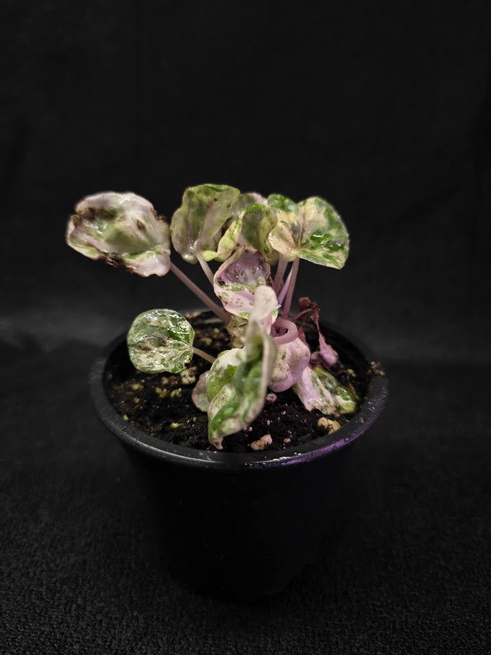 Peperomia Pink Lady #09