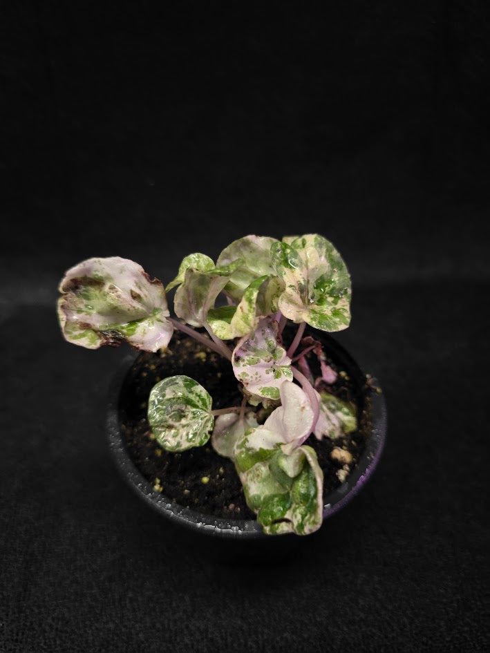 Peperomia Pink Lady #09