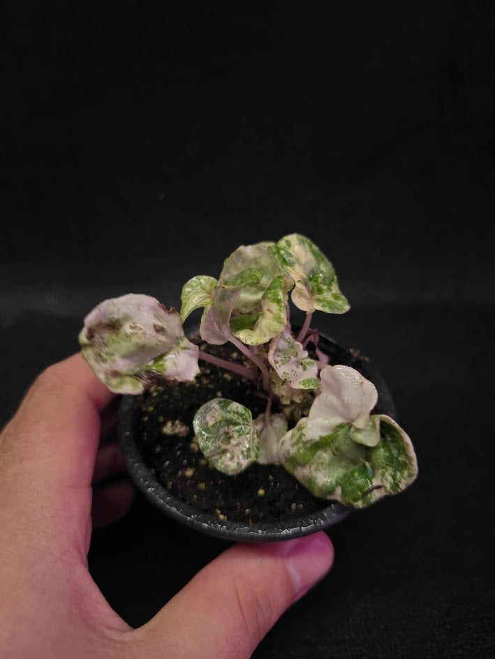 Peperomia Pink Lady #09