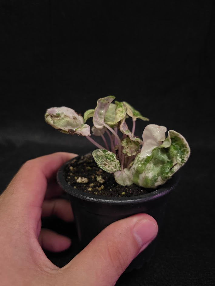 Peperomia Pink Lady #09