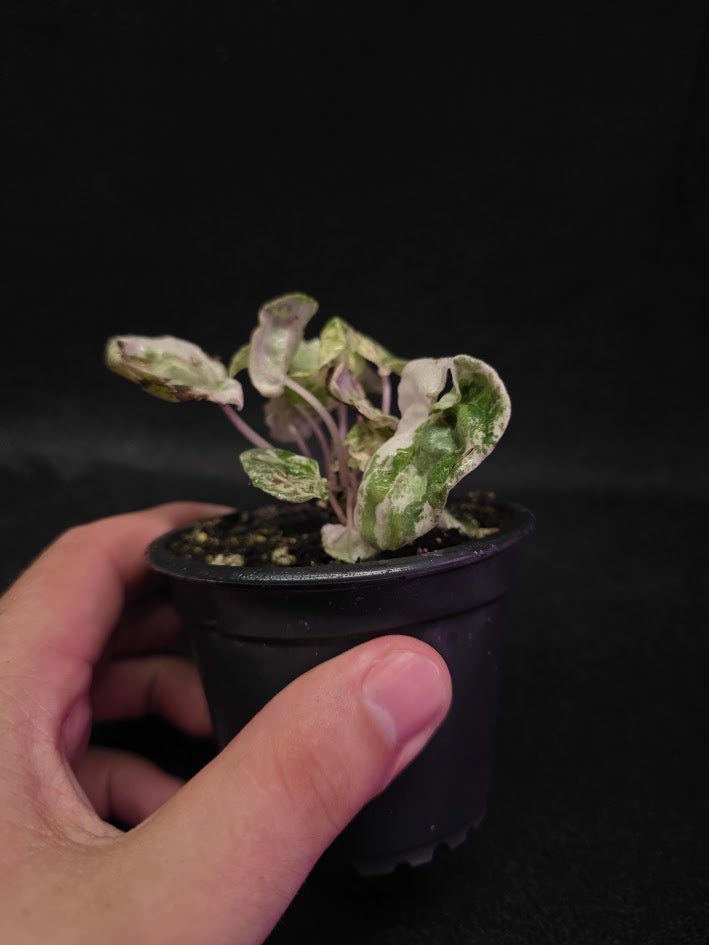 Peperomia Pink Lady #09