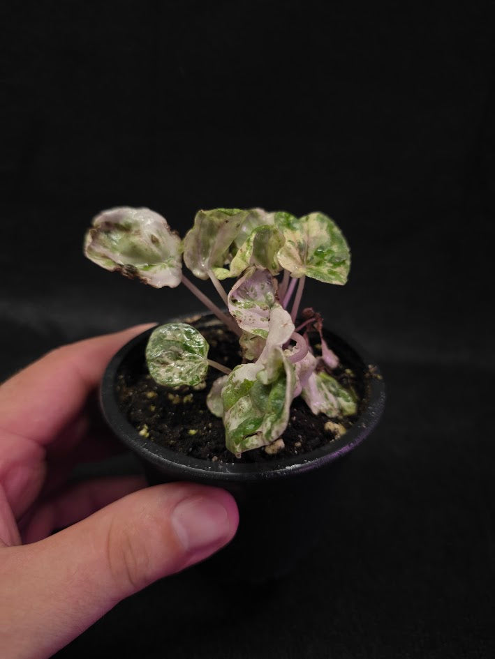 Peperomia Pink Lady #09