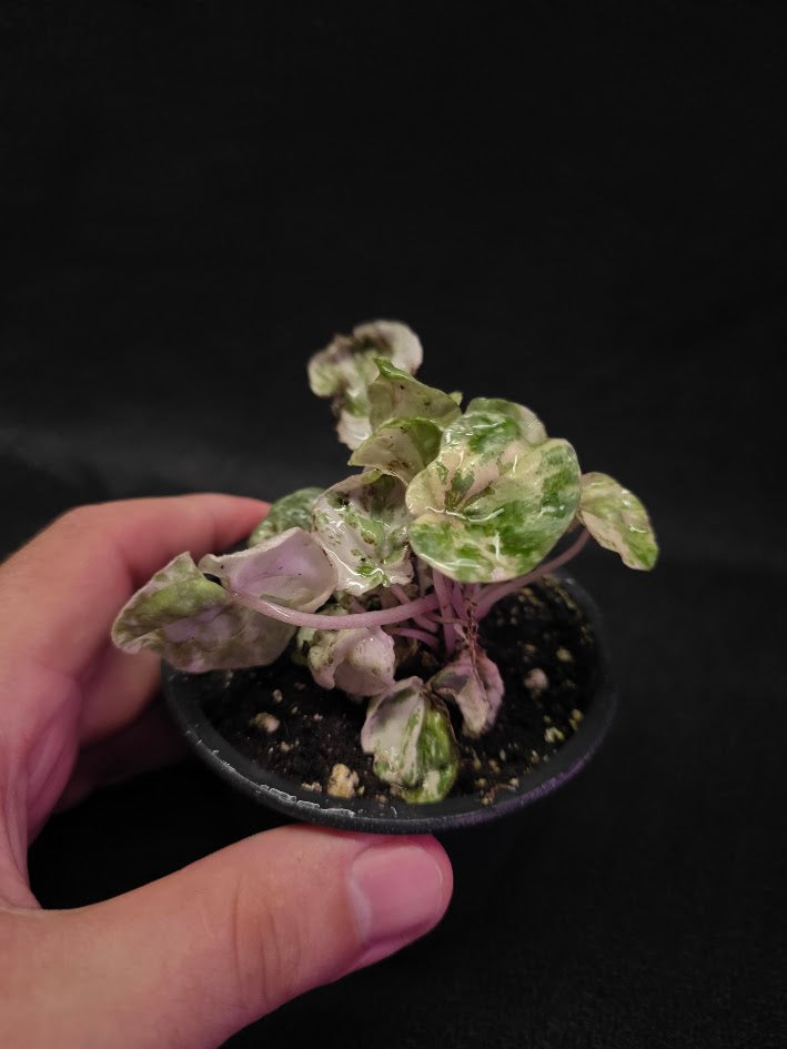 Peperomia Pink Lady #09