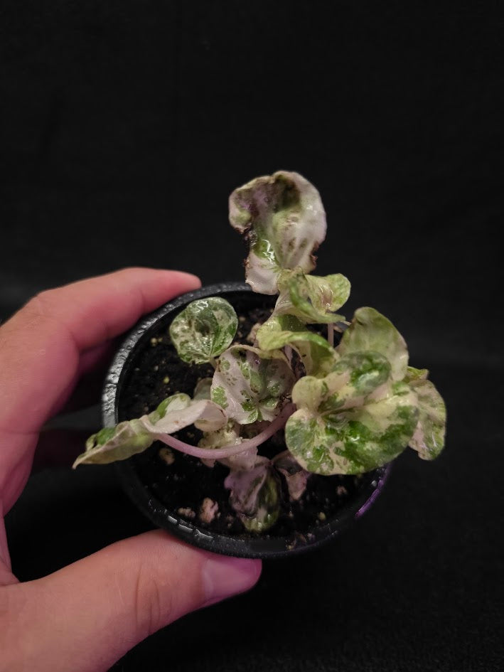 Peperomia Pink Lady #09
