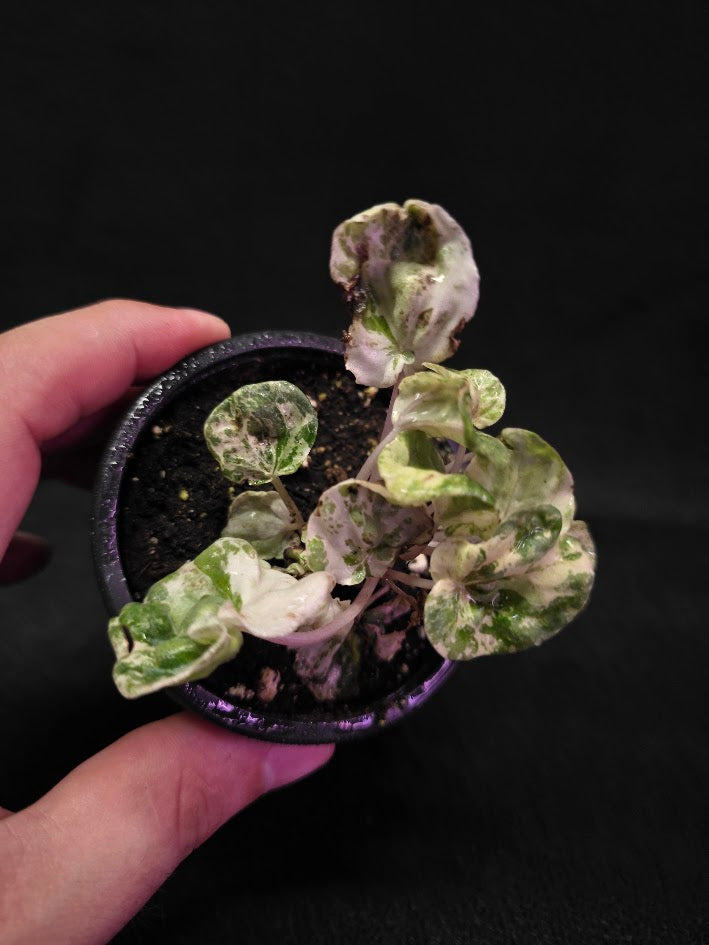 Peperomia Pink Lady #09