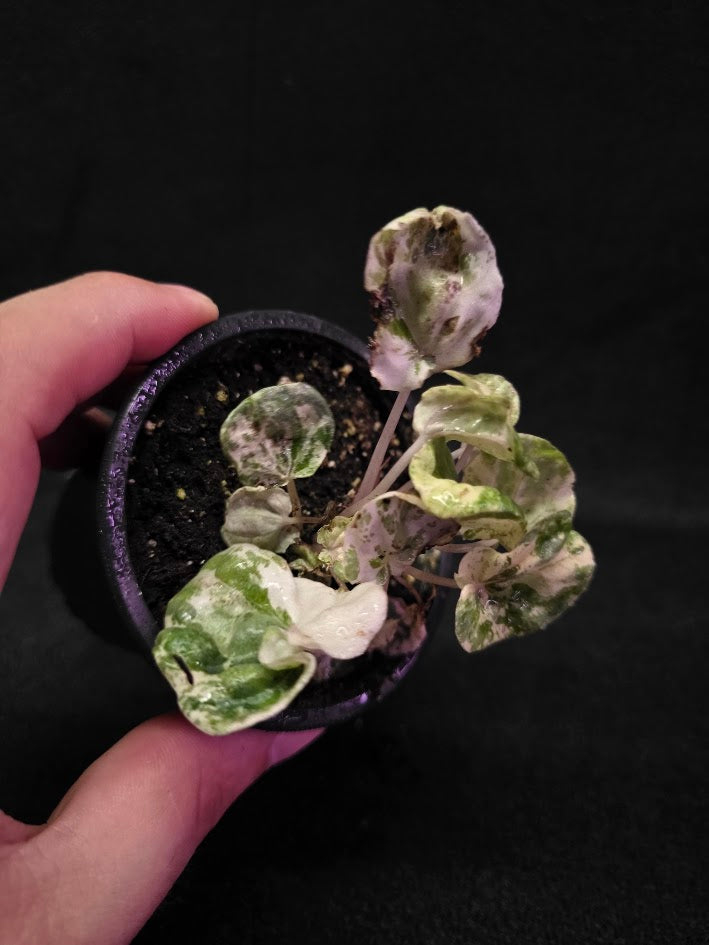 Peperomia Pink Lady #09