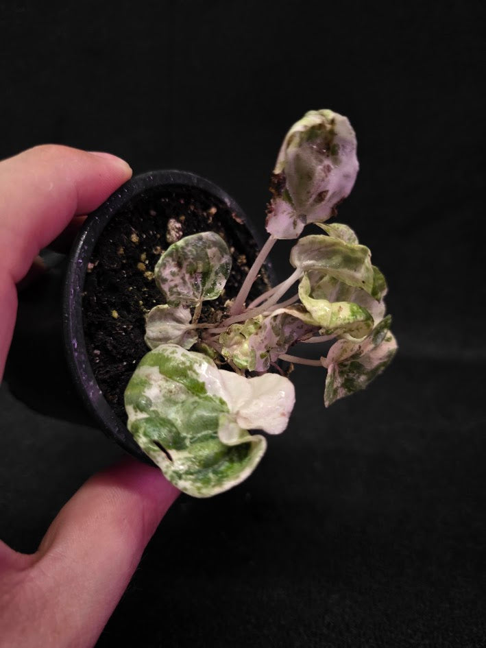 Peperomia Pink Lady #09