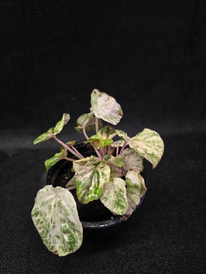 Peperomia Pink Lady #10