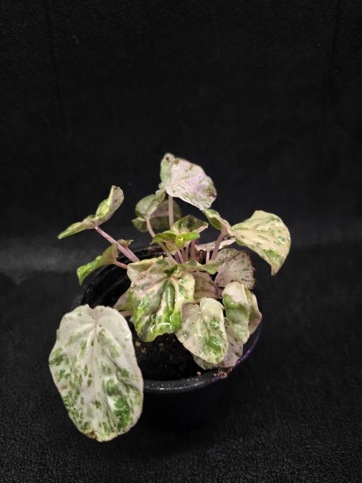Peperomia Pink Lady #10
