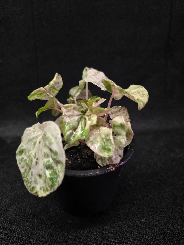 Peperomia Pink Lady #10